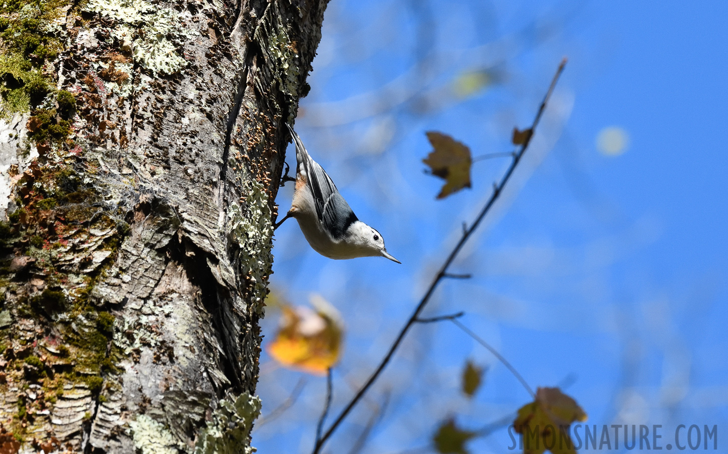 Sitta carolinensis carolinensis [400 mm, 1/640 Sek. bei f / 11, ISO 1600]